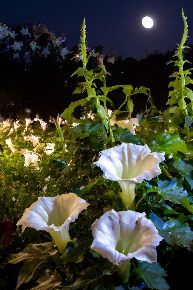 Eternal Grace: Timeless Elegance in Petals